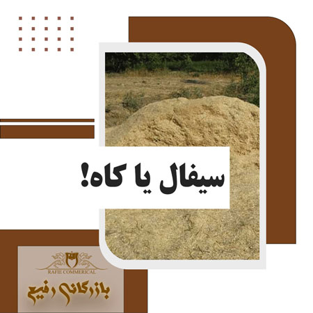 سیفال یا کاه؟