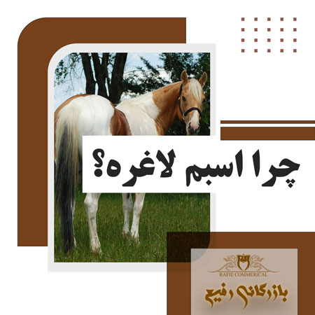 چرا اسبم لاغره