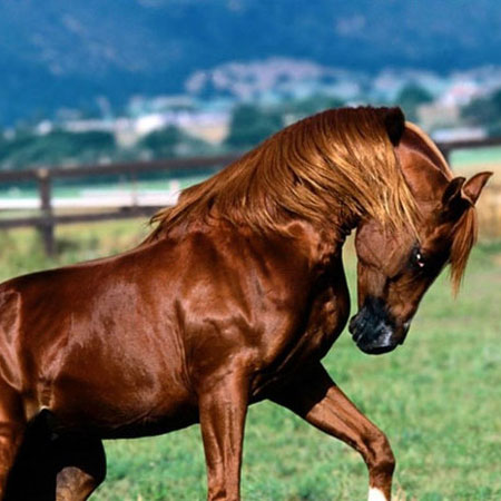 باشگاه سوارکاری خجسته