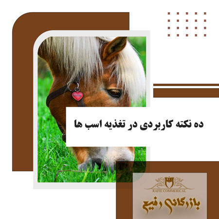 10 نکته کاربردی در تغذیه اسب ها