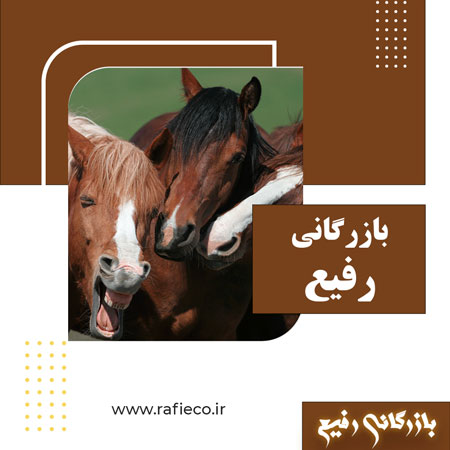 کلیپ های طنز از اسب ها