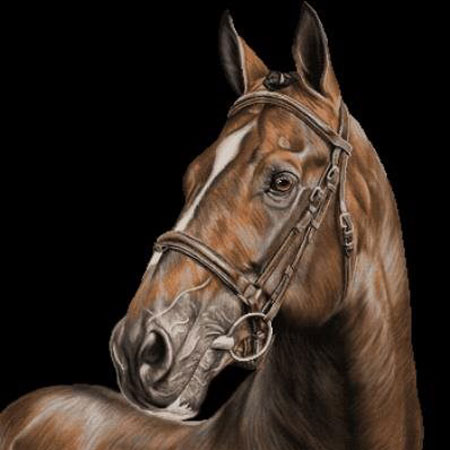 دامداری تک آور