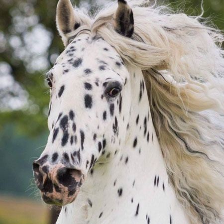 باشگاه سوارکاری خزران