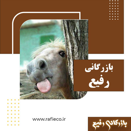 کلیپ های طنز از اسب ها