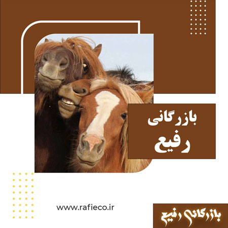 کلیپ های طنز از اسب ها