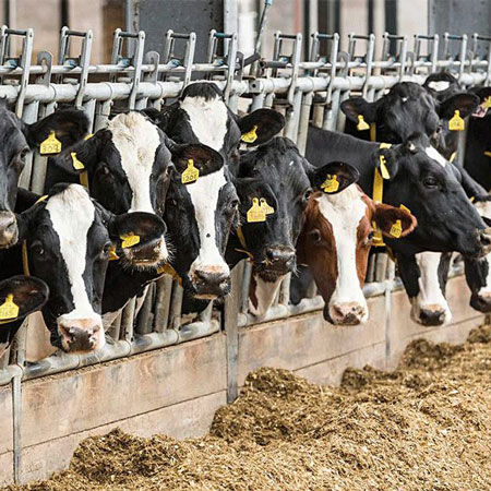 مجموعه‏ گاوشیری خلیلی