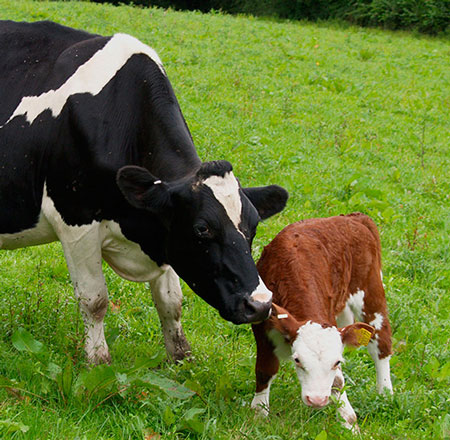 مجموعه گاو شیری کریمی